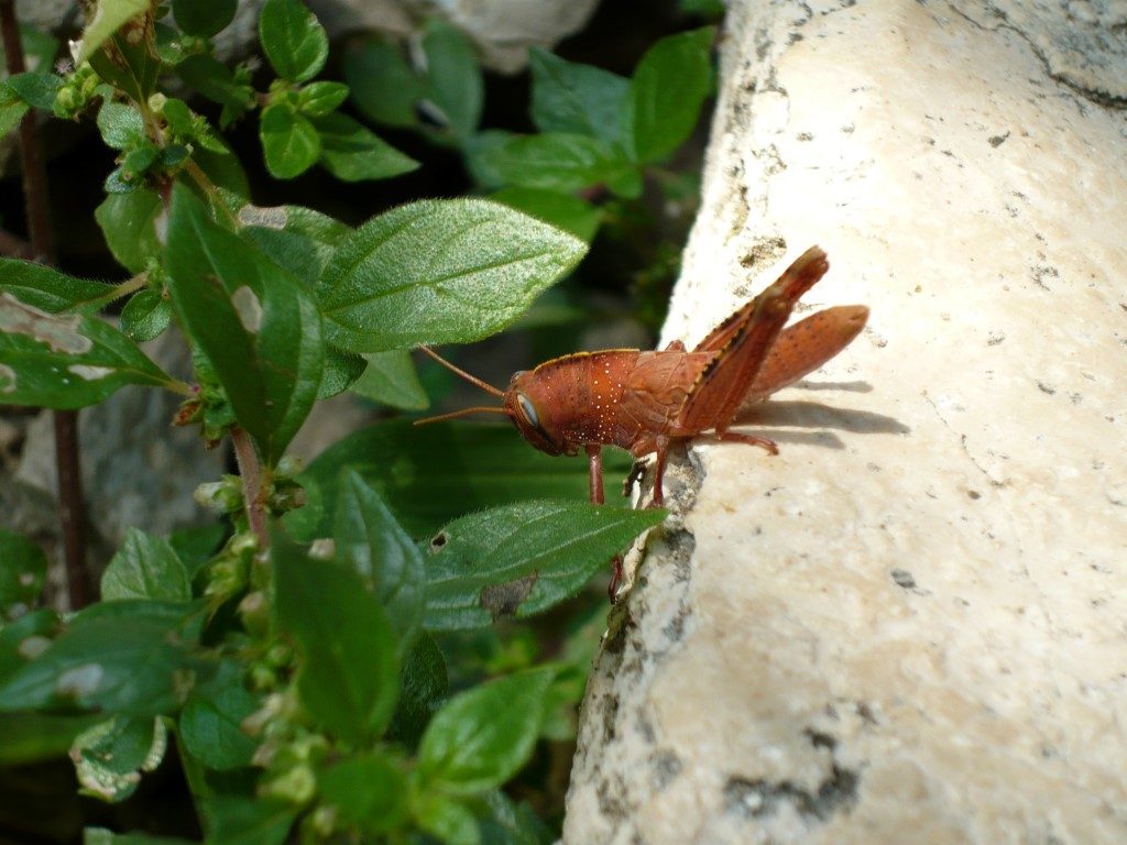 Red grasshopper
